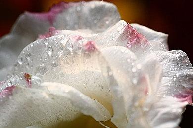 新《月姬格斗》将加入型月人气角色苍崎青子